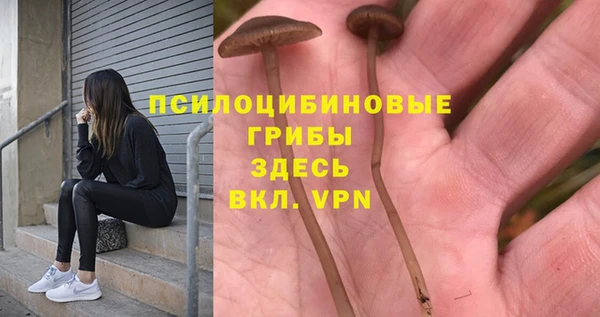 прущие грибы Алексеевка